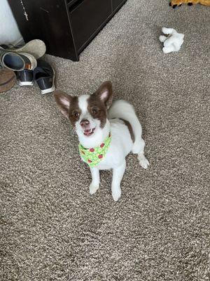 A white and brown dog with a trimmed hair cut.