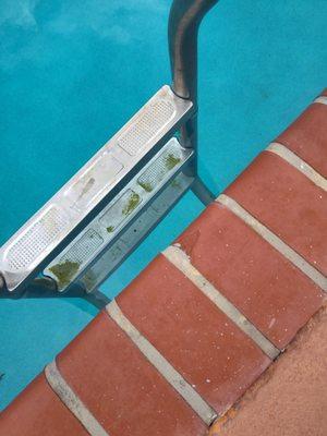 Yellow algae on the steps and green algae