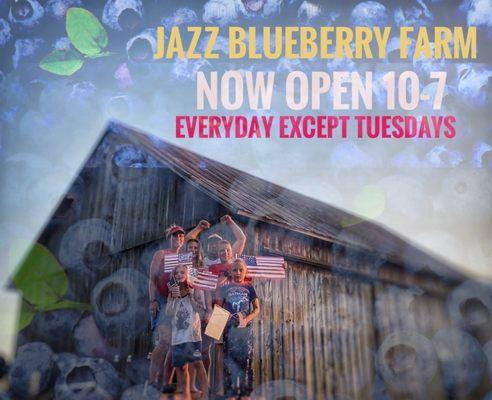 Jazz Blueberry Farm will officially open on WEDNESDAY, JULY 15 10 am - 7 pm