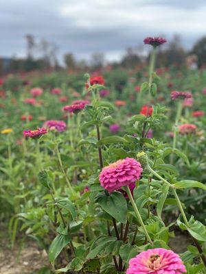 Flower field