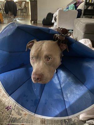 Boss Baby after his neuter.