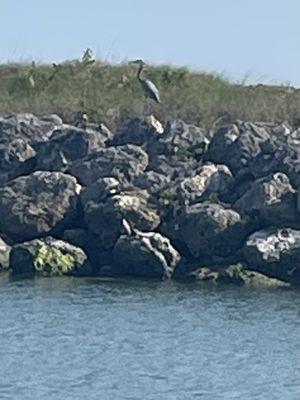 Great blue heron