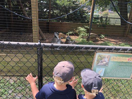 Watching the lemurs