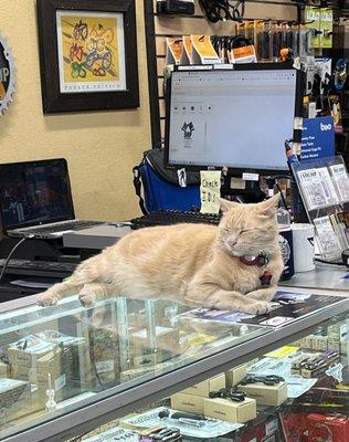 chester: the shop's cat