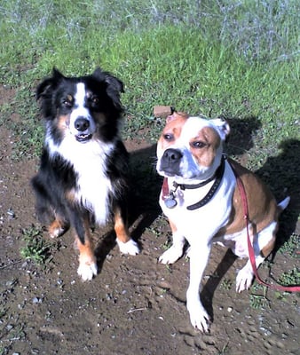 Sparky and Yang Yang - my hiking buddies and superstars !