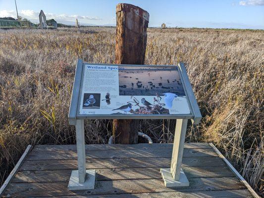 Wetland Species Info...