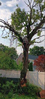 Emergency Tree Removal Services near Manhattan