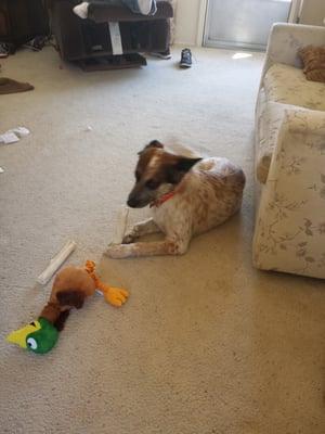 Duke and his duck after the doctors visit