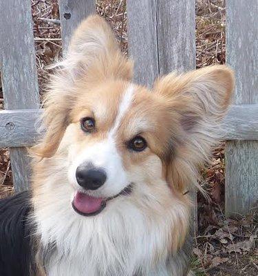 Kira, a long haired Pembroke Welsh Corgi diagnosed and treated by Christine Fain DVM with eosinophilic colitis, a rare form of colitis.