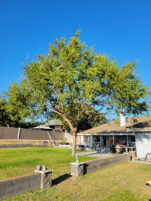 Bob's Tree service