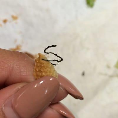 I found this in my sandwich! I think it might be plastic