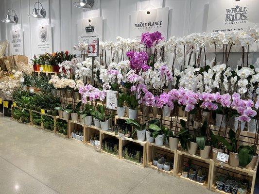 WFM has the best quality in orchids.