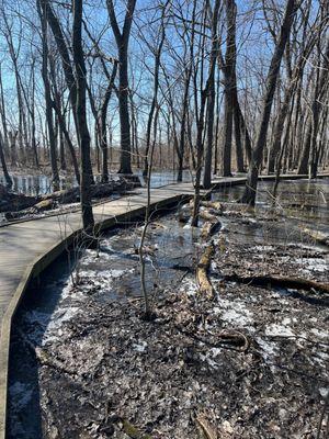 Frozen water around boardwalk