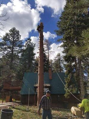 Pine tree removal