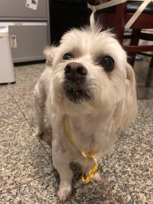 New hair cut for my beloved Candy. The  haircut was  very nice. It was exactly what he explained earlier.