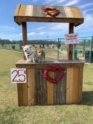 Poochies Vday Event Today