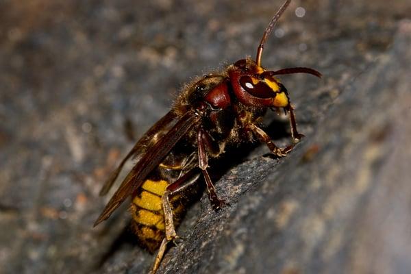 Wasps and Hornets