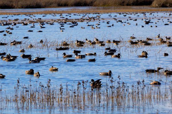 Waterfowl for miles here!