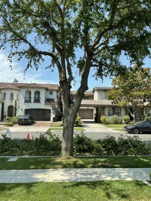 Entire left side of tree is demolished