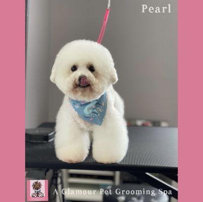 A Glamour Pet Grooming Spa