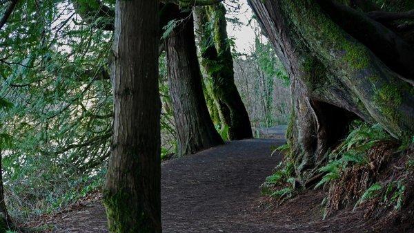 A wide, smooth path with very gradual changes in elevation. Easy walking while still seeming rustic