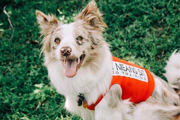 "Nova" border collie