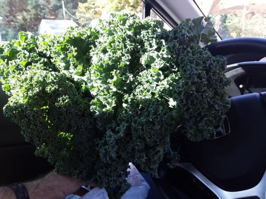 Organic locally grown kale bigger than the steering wheel for 1.99$!