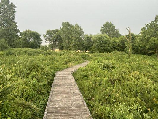 Boardwalk