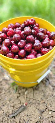 12LB OF  CHERRIES