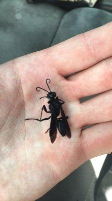 Have you ever seen one of these? It's a Great Black Wasp. They look very similar to a Mud Dauber but, they are much larger!