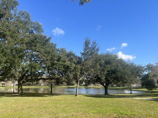 Peaceful pond with shade trees