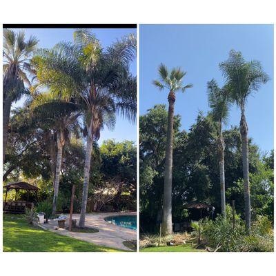 Palm tree trimming in Arcadia