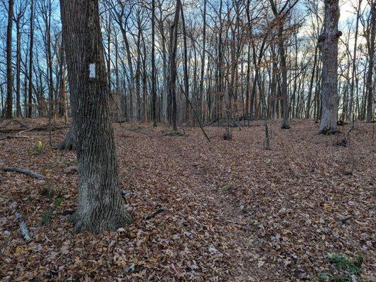 Appalachian Trail at the Pawling Nature Reserve