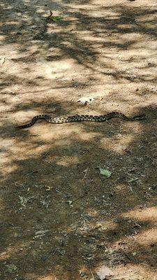 Baby Rattlesnake