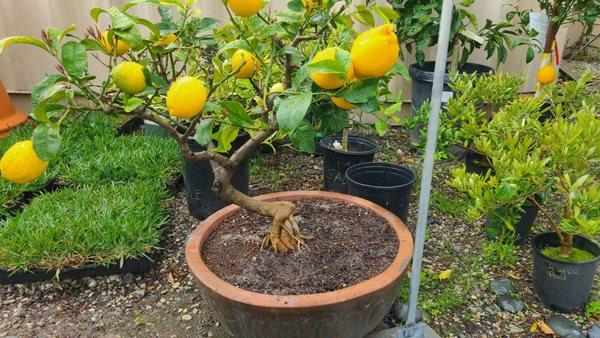 Jesus' lemon bonsai