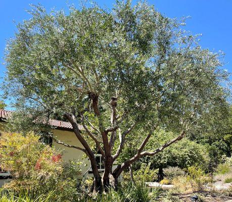 City Arborist