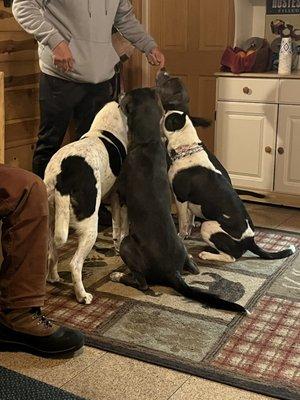 Lodge dogs Moo and Max, and our dogs Sylvie and Luna getting treats and love in the dining room