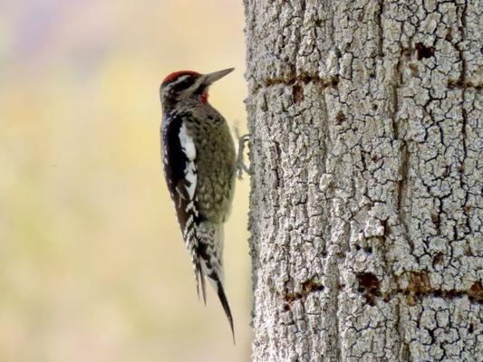 Sapsucker