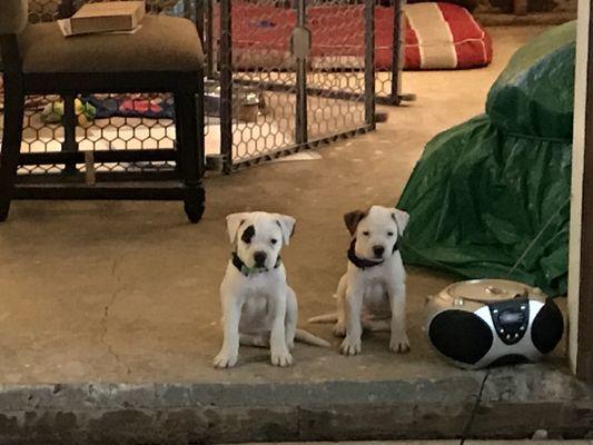 These two little babies have a lot of good things we just picked up from Pet Ranch - thanks, Meagan!