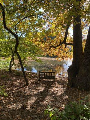 Bench under a tree by the pond