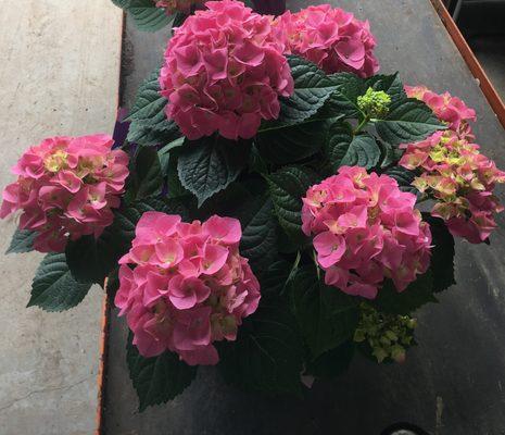 Pink Hydrangea For Easter and Mother's Day