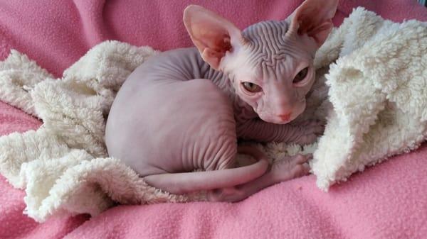 This is Romeo, he's a sphynx