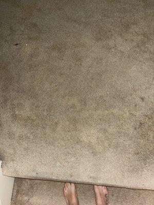 Cleaned carpet