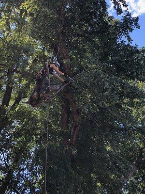 Certified arborists to trim or remove any tree