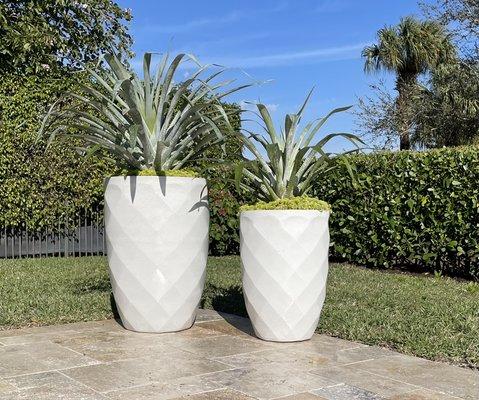 Bromeliads in Tall Modern Pots