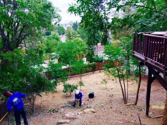 They cleared out all of the dead trees from our back yard.  It looked like a jungle of dead trees before.  They did a great job.