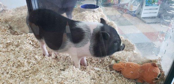 Baby pet pig for sale