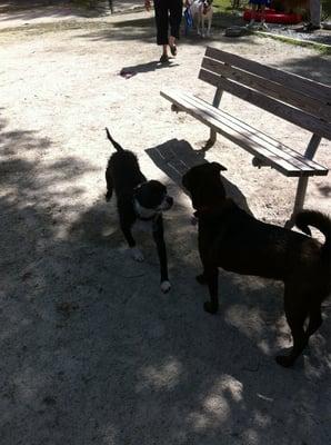 Making new friends, our first trip to the dog park.