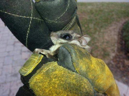 Sugar Glider accidentally flew into someone's open back door, had fun tracking this guy down and releasing him back into the wild.