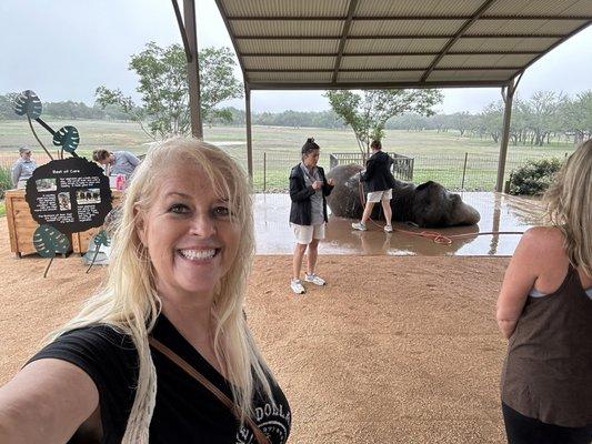 Up close and personal with elephants.